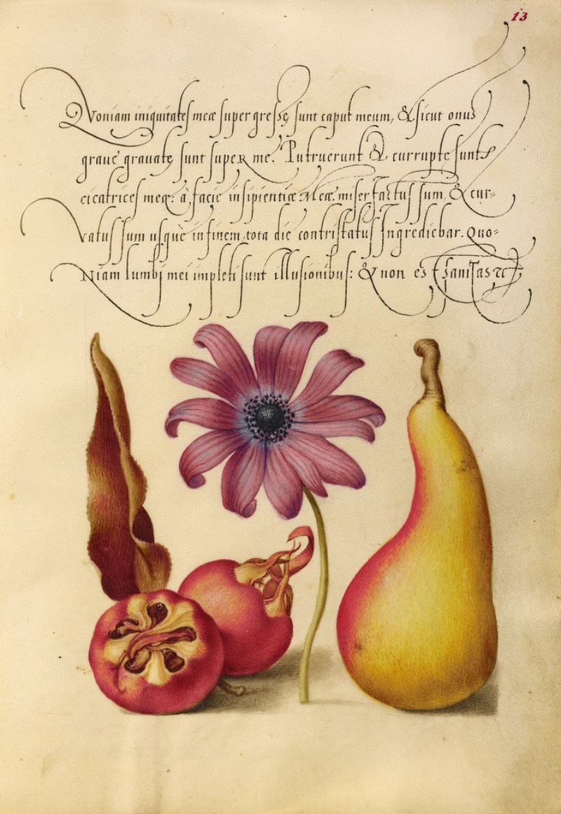 Mira Calligraphiae Monumenta é o resultado de décadas de trabalho de caligrafia entre o mestre escriba chamado Georg Bocksay, nascido no que hoje seria a Croácia, e o artista flamenco Joris Hoefnagel. Tudo começou em cerca de 1560, quando Georg Bocksay era o secretário do Imperador do Sagrado Império Romando, Ferdinando I. O mestre escriba resolvei produzir um catálogo que mostrasse todos os diferentes estilos caligráficos que ele poderia utilizar no seu trabalho. Dessa forma, ele poderia apresentar um portfólio da sua caligrafia que mostrasse seu repertório para quem interessasse no que ele fazia.