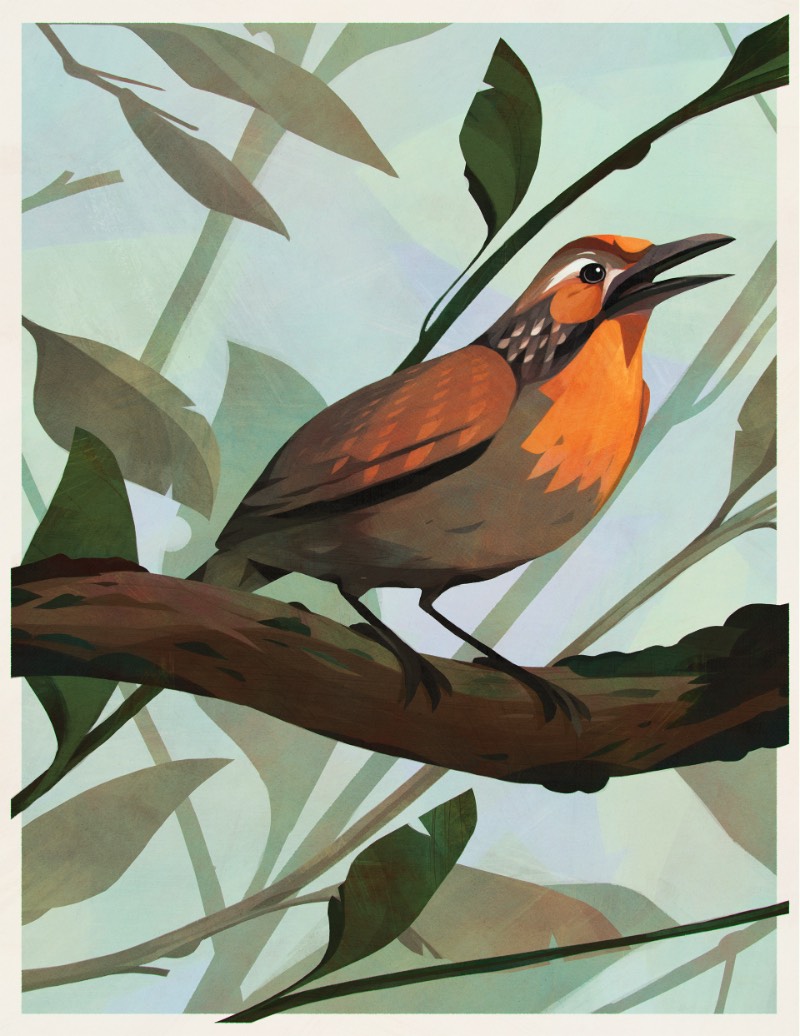 Os Pássaros do Brasil por Eric Pautz — Pássaros do Brasil é um projeto ilustrado celebrando a incrível fauna brasileira. Afinal, o Brasil tem mais de 1.800 espécies diferentes e confirmadas, fazendo do país um dos ecossistemas mais ricos quando se trata de aves.