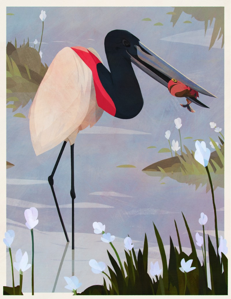 Os Pássaros do Brasil por Eric Pautz — Pássaros do Brasil é um projeto ilustrado celebrando a incrível fauna brasileira. Afinal, o Brasil tem mais de 1.800 espécies diferentes e confirmadas, fazendo do país um dos ecossistemas mais ricos quando se trata de aves.