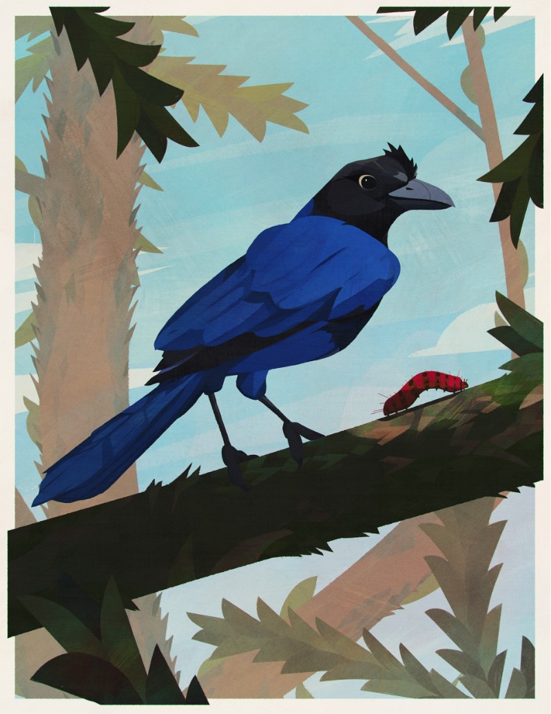Os Pássaros do Brasil por Eric Pautz — Pássaros do Brasil é um projeto ilustrado celebrando a incrível fauna brasileira. Afinal, o Brasil tem mais de 1.800 espécies diferentes e confirmadas, fazendo do país um dos ecossistemas mais ricos quando se trata de aves. Essa série de ilustrações mostra 27 pássaros para cada um dos estados brasileiros e, logo abaixo, você pode ver os primeiros cinco pássaros que foram ilustrados por Eric Pautz. 