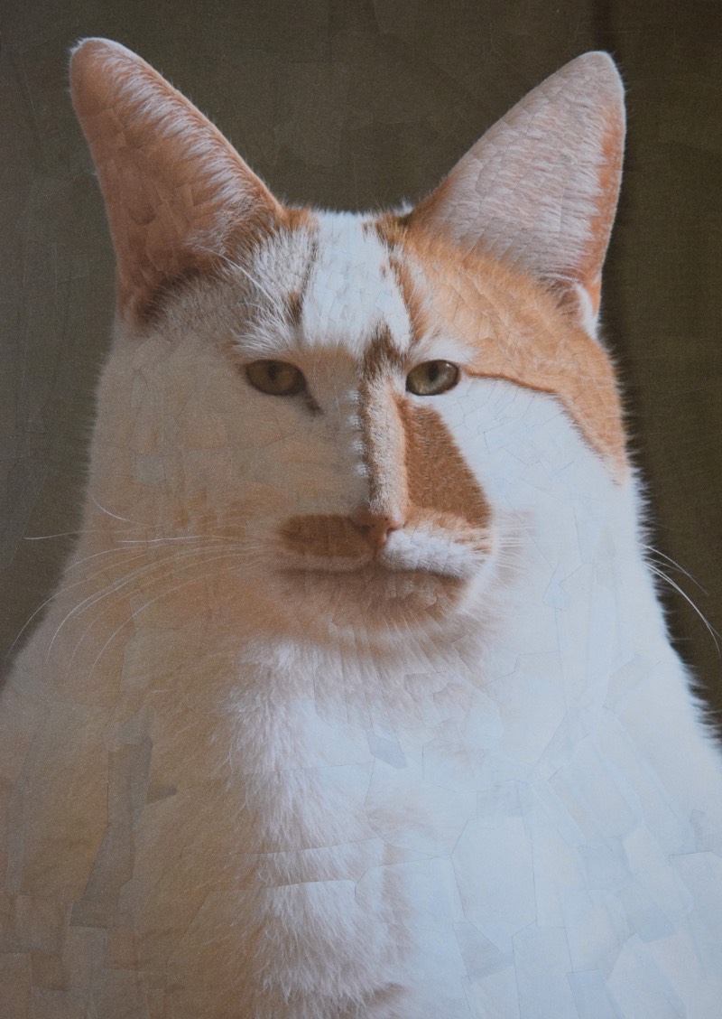 Depois de trabalhar com alguns retratos de Charlie, o gato que mora no estúdio onde Lola Dupre trabalha, a artista resolveu criar uma série de colagens que explorasse o visual e a estética de alguns animais domésticos. Foi assim que começou esse projeto repleto de imagens de gatos e cachorros lisérgicos feitos através de complexas colagens. 