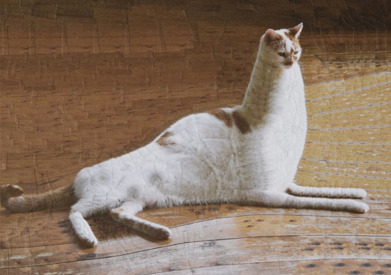 Depois de trabalhar com alguns retratos de Charlie, o gato que mora no estúdio onde Lola Dupre trabalha, a artista resolveu criar uma série de colagens que explorasse o visual e a estética de alguns animais domésticos. Foi assim que começou esse projeto repleto de imagens de gatos e cachorros lisérgicos feitos através de complexas colagens. 