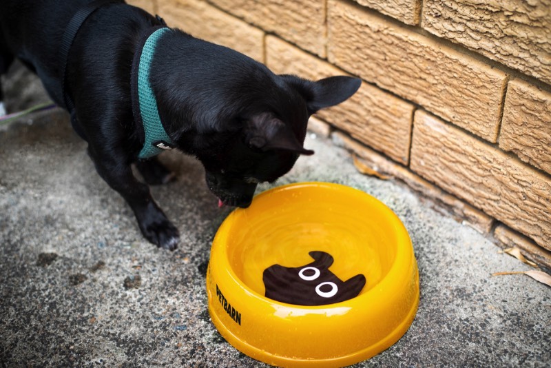 A Petbarn existe na Austrália desde o final dos anos setenta e se tornou um dos líderes de venda no mercado de animais de estimação por lá. São mais de 140 lojas pelo país que oferecem brinquedos, comida, suplementos, acessórios e tudo mais que você possa precisar para seu gato, cachorro, pássaro, réptil ou sei lá o que você pode ter. 