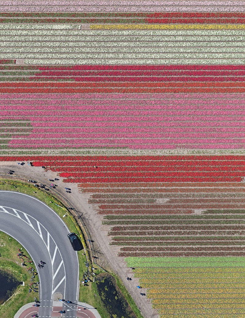 Os campos de tulipas da Holanda nunca apareceram tão bonitos quanto nas fotos aéreas de Bernhard Lang. Elas acabam se tornando uma espécie de antídoto visual as pinturas de Monet e as flores pintadas por Van Gogh. As fotografias aqui mostram um mundo diferente, algo mais geométrico que lembram mais as imagens criadas por Piet Mondrian.