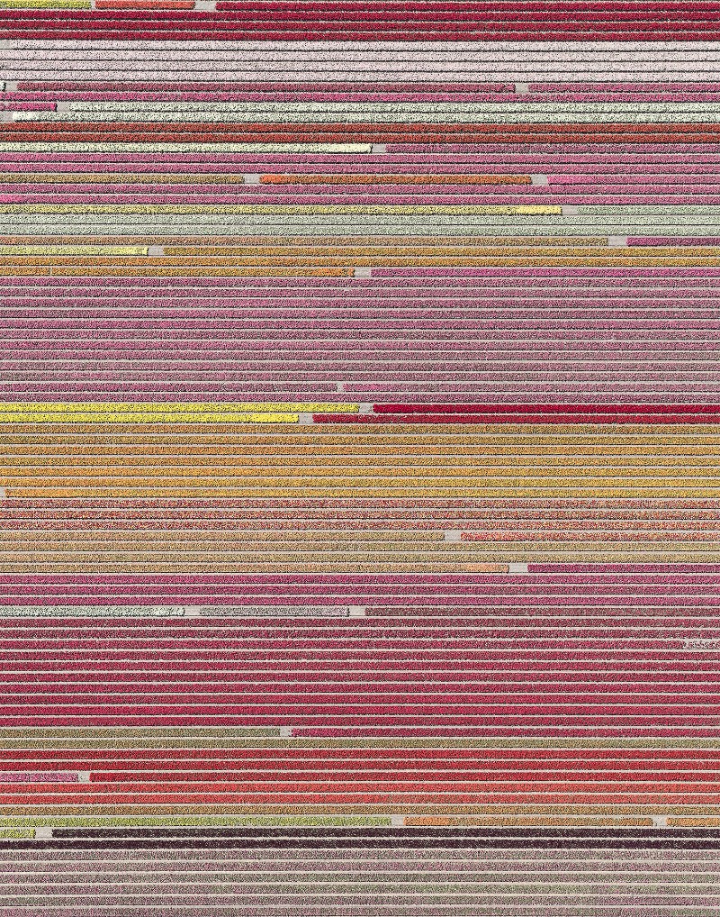 Os campos de tulipas da Holanda nunca apareceram tão bonitos quanto nas fotos aéreas de Bernhard Lang. Elas acabam se tornando uma espécie de antídoto visual as pinturas de Monet e as flores pintadas por Van Gogh. As fotografias aqui mostram um mundo diferente, algo mais geométrico que lembram mais as imagens criadas por Piet Mondrian.