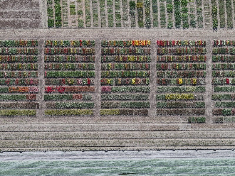 Os campos de tulipas da Holanda nunca apareceram tão bonitos quanto nas fotos aéreas de Bernhard Lang. Elas acabam se tornando uma espécie de antídoto visual as pinturas de Monet e as flores pintadas por Van Gogh. As fotografias aqui mostram um mundo diferente, algo mais geométrico que lembram mais as imagens criadas por Piet Mondrian.