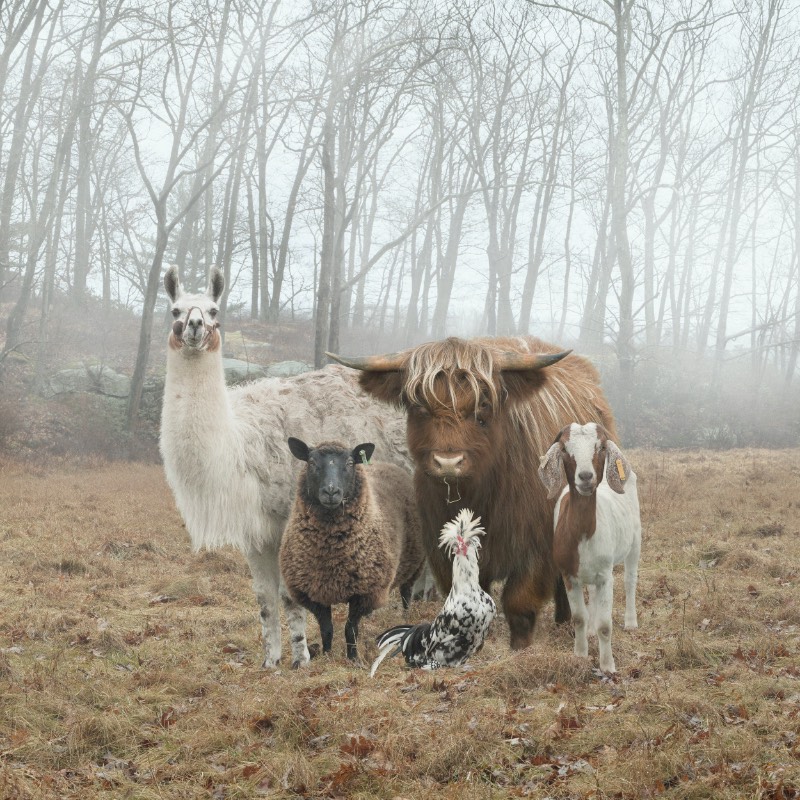 Na série fotográfica The Dog & Pony Show, Rob MacInnis produziu retratos profissionais com luzes e tudo mais que você espera. Só que os modelos aqui foram um pouco diferentes daquilo que você está imaginando. Os modelos dessa série de fotos são porcos, burros, bois e outros animais que costumamos ver em fazendas. É sério isso. 