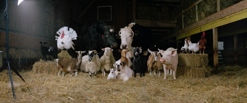 The Dog & Pony Show surgiu de uma reação a maioria da fotografia de moda que Rob MacInnis via por ai. No seu ponto de vista, esse estilo fotográfico não era nada mais do que um processo de exploração das físico de uma pessoa e da definição de prioridades baseado nesses valores físicos. Pensando nisso, ele resolveu virar sua câmera para aqueles criaturas que são mais exploradas na nossa sociedade.