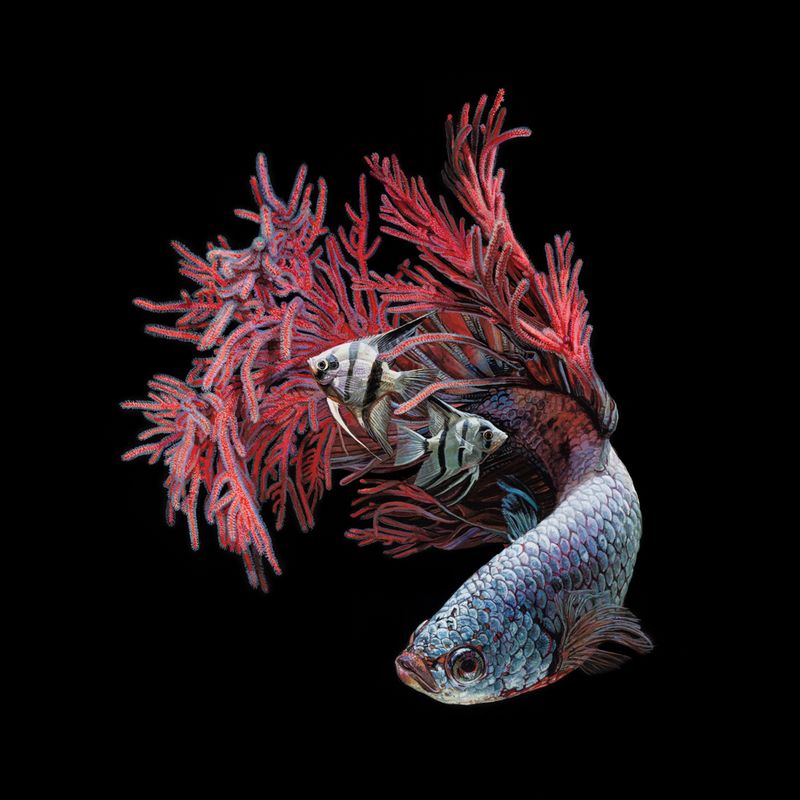 Lisa Ericson é uma artista, ilustradora e designer que pinta imagens hiper-realistas de animais imaginários. Animais esses que parecem serem criados através do entrelaçamento de espécies e a criação de novos seres híbridos. Algumas vezes, você vê borboletas que se misturam com ratos. Outras vezes são peixes brilhantes combinados com anémonas… É um mundo de cores e de animais imaginários. 