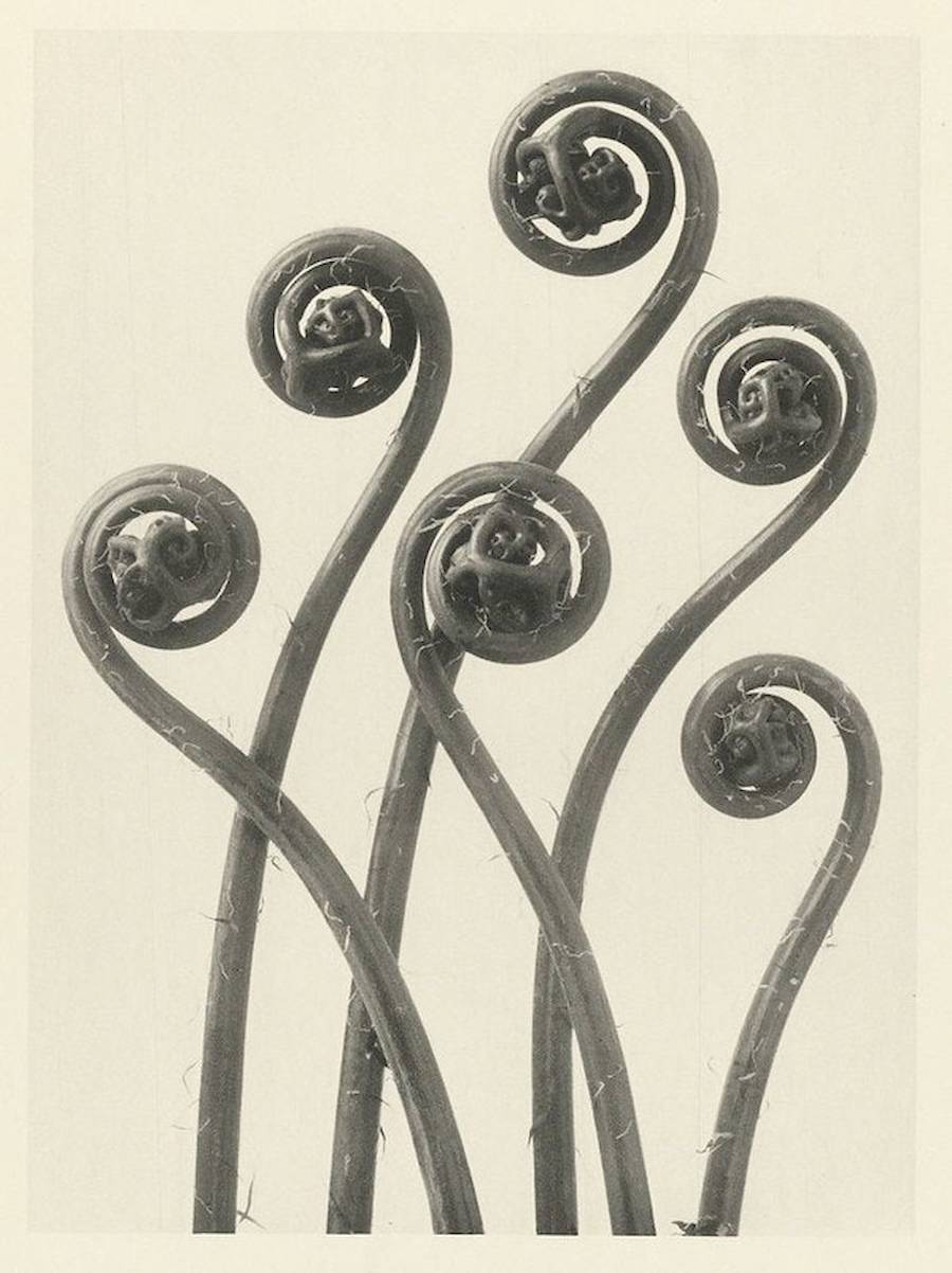 Quando Karl Blossfeldt tinha 63 anos, quatro anos antes de falecer, ele fez o seu primeiro álbum de fotos chamado “Urformen der Kunst”, mais tarde traduzido como “Formas de Arte em Plantas”. Nesse livro, cerca de 120 imagens mostram algumas plantas fotografadas por Karl Blossfeldt, desde cavalinhas de inverno até a tellima grandiflora. As imagens são super detalhadas, quase como se estivessem sob um microscópio, e parecem formas totalmente novas.