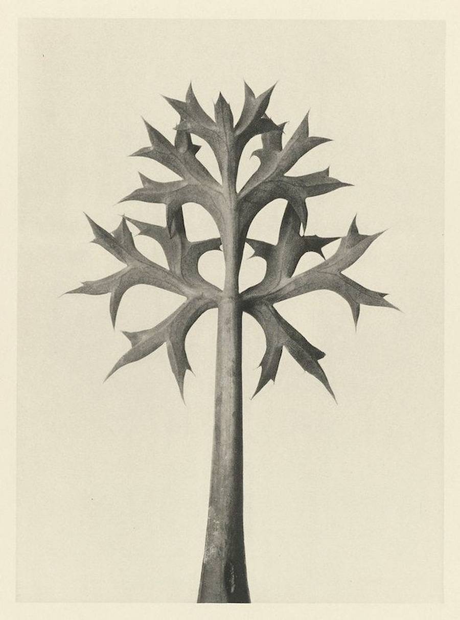 Quando Karl Blossfeldt tinha 63 anos, quatro anos antes de falecer, ele fez o seu primeiro álbum de fotos chamado “Urformen der Kunst”, mais tarde traduzido como “Formas de Arte em Plantas”. Nesse livro, cerca de 120 imagens mostram algumas plantas fotografadas por Karl Blossfeldt, desde cavalinhas de inverno até a tellima grandiflora. As imagens são super detalhadas, quase como se estivessem sob um microscópio, e parecem formas totalmente novas.