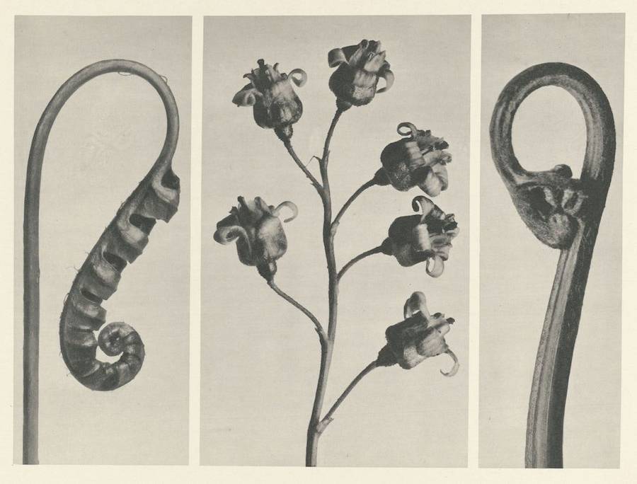 Quando Karl Blossfeldt tinha 63 anos, quatro anos antes de falecer, ele fez o seu primeiro álbum de fotos chamado “Urformen der Kunst”, mais tarde traduzido como “Formas de Arte em Plantas”. Nesse livro, cerca de 120 imagens mostram algumas plantas fotografadas por Karl Blossfeldt, desde cavalinhas de inverno até a tellima grandiflora. As imagens são super detalhadas, quase como se estivessem sob um microscópio, e parecem formas totalmente novas.