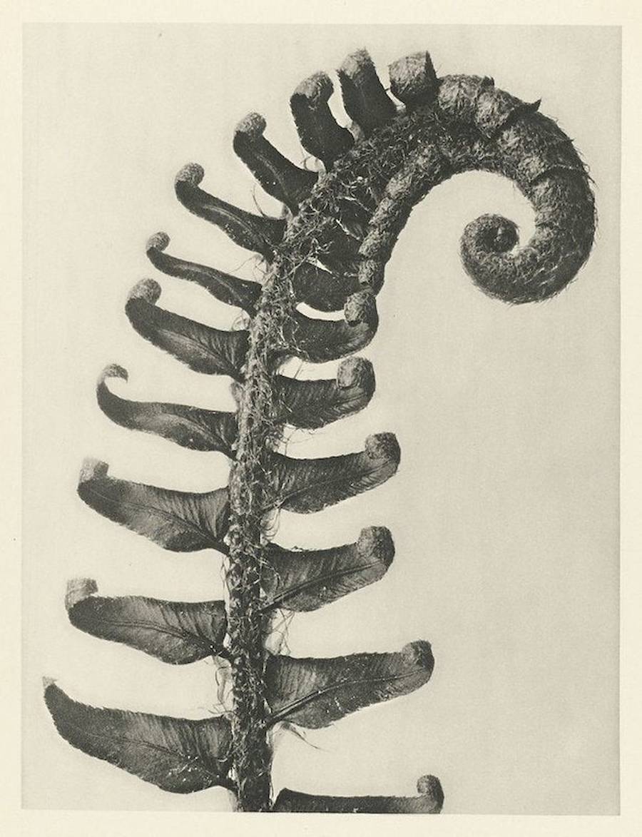 Quando Karl Blossfeldt tinha 63 anos, quatro anos antes de falecer, ele fez o seu primeiro álbum de fotos chamado “Urformen der Kunst”, mais tarde traduzido como “Formas de Arte em Plantas”. Nesse livro, cerca de 120 imagens mostram algumas plantas fotografadas por Karl Blossfeldt, desde cavalinhas de inverno até a tellima grandiflora. As imagens são super detalhadas, quase como se estivessem sob um microscópio, e parecem formas totalmente novas.