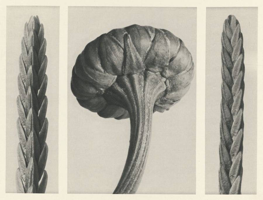 Quando Karl Blossfeldt tinha 63 anos, quatro anos antes de falecer, ele fez o seu primeiro álbum de fotos chamado “Urformen der Kunst”, mais tarde traduzido como “Formas de Arte em Plantas”. Nesse livro, cerca de 120 imagens mostram algumas plantas fotografadas por Karl Blossfeldt, desde cavalinhas de inverno até a tellima grandiflora. As imagens são super detalhadas, quase como se estivessem sob um microscópio, e parecem formas totalmente novas.