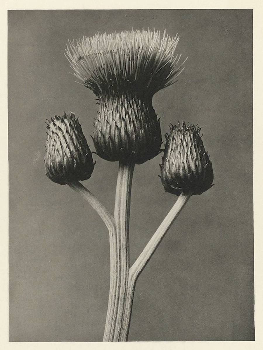 Quando Karl Blossfeldt tinha 63 anos, quatro anos antes de falecer, ele fez o seu primeiro álbum de fotos chamado “Urformen der Kunst”, mais tarde traduzido como “Formas de Arte em Plantas”. Nesse livro, cerca de 120 imagens mostram algumas plantas fotografadas por Karl Blossfeldt, desde cavalinhas de inverno até a tellima grandiflora. As imagens são super detalhadas, quase como se estivessem sob um microscópio, e parecem formas totalmente novas.