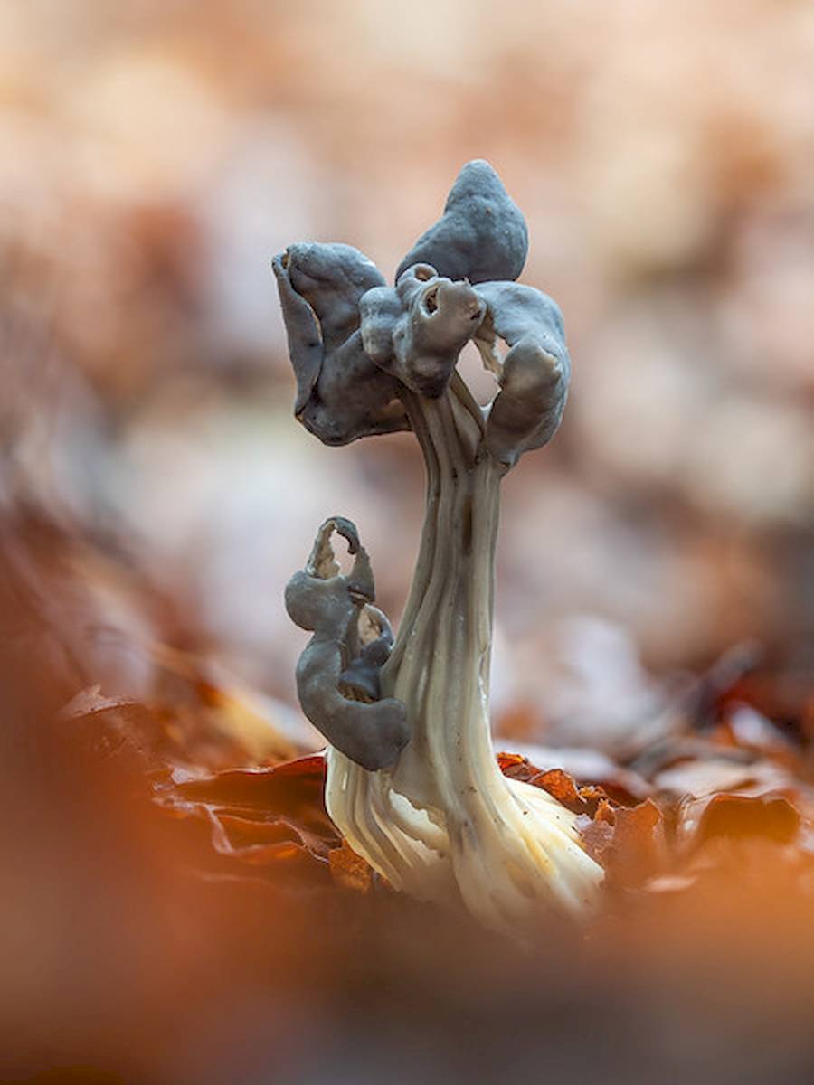 Barry Webb é um fotógrafo que sai de casa procurando por organismos diferentes, salpicados de cores e brilhantes. E ele encontra esses organismos perto de casa, na região de South Buckinghamshire, no Reino Unido. Ele se aventura em florestas e outras áreas onde os fungos florescem, sempre com uma lente macro de 90 milímetros.