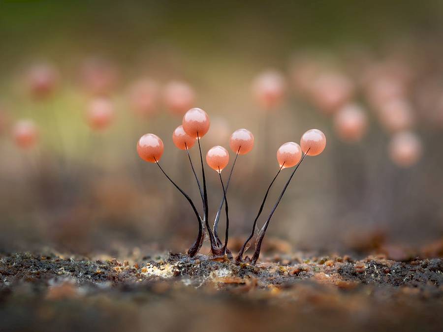 Barry Webb é um fotógrafo que sai de casa procurando por organismos diferentes, salpicados de cores e brilhantes. E ele encontra esses organismos perto de casa, na região de South Buckinghamshire, no Reino Unido. Ele se aventura em florestas e outras áreas onde os fungos florescem, sempre com uma lente macro de 90 milímetros.