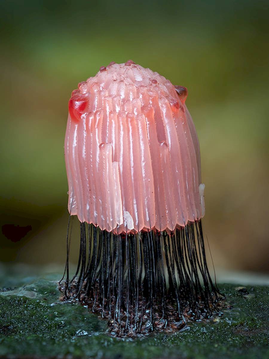 Barry Webb é um fotógrafo que sai de casa procurando por organismos diferentes, salpicados de cores e brilhantes. E ele encontra esses organismos perto de casa, na região de South Buckinghamshire, no Reino Unido. Ele se aventura em florestas e outras áreas onde os fungos florescem, sempre com uma lente macro de 90 milímetros.