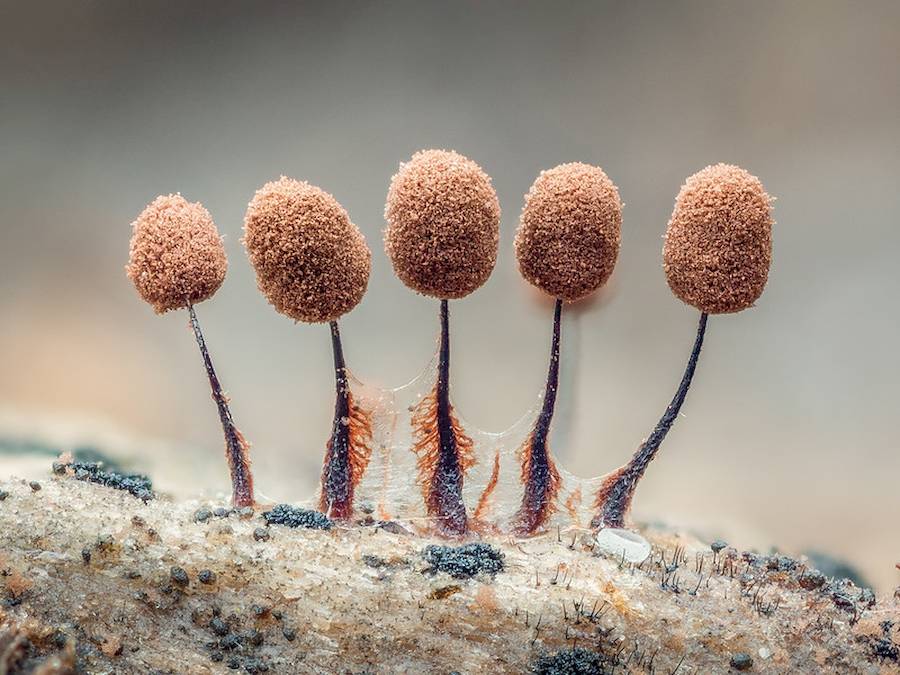 Barry Webb é um fotógrafo que sai de casa procurando por organismos diferentes, salpicados de cores e brilhantes. E ele encontra esses organismos perto de casa, na região de South Buckinghamshire, no Reino Unido. Ele se aventura em florestas e outras áreas onde os fungos florescem, sempre com uma lente macro de 90 milímetros.