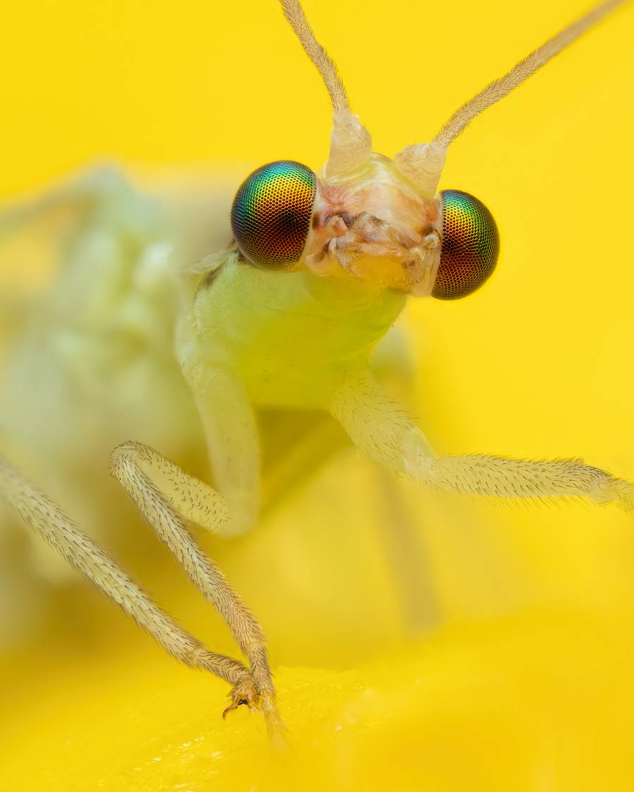 Rafael Steinlesberger é um fotógrafo vienense de 28 anos que é apaixonado por mostrar a intrincada beleza da natureza através da macro fotografia. O seu trabalho abre uma porta sedutora para um mundo repleto de vida, revelando formas, estruturas e cores fascinantes, que, muitas vezes, estão escondidas do olhar.