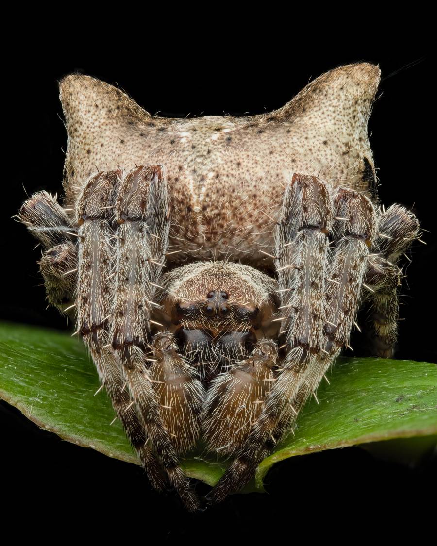 Rafael Steinlesberger é um fotógrafo vienense de 28 anos que é apaixonado por mostrar a intrincada beleza da natureza através da macro fotografia. O seu trabalho abre uma porta sedutora para um mundo repleto de vida, revelando formas, estruturas e cores fascinantes, que, muitas vezes, estão escondidas do olhar.