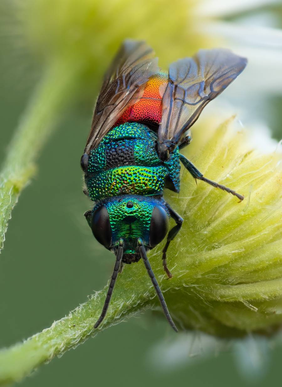 Rafael Steinlesberger é um fotógrafo vienense de 28 anos que é apaixonado por mostrar a intrincada beleza da natureza através da macro fotografia. O seu trabalho abre uma porta sedutora para um mundo repleto de vida, revelando formas, estruturas e cores fascinantes, que, muitas vezes, estão escondidas do olhar.