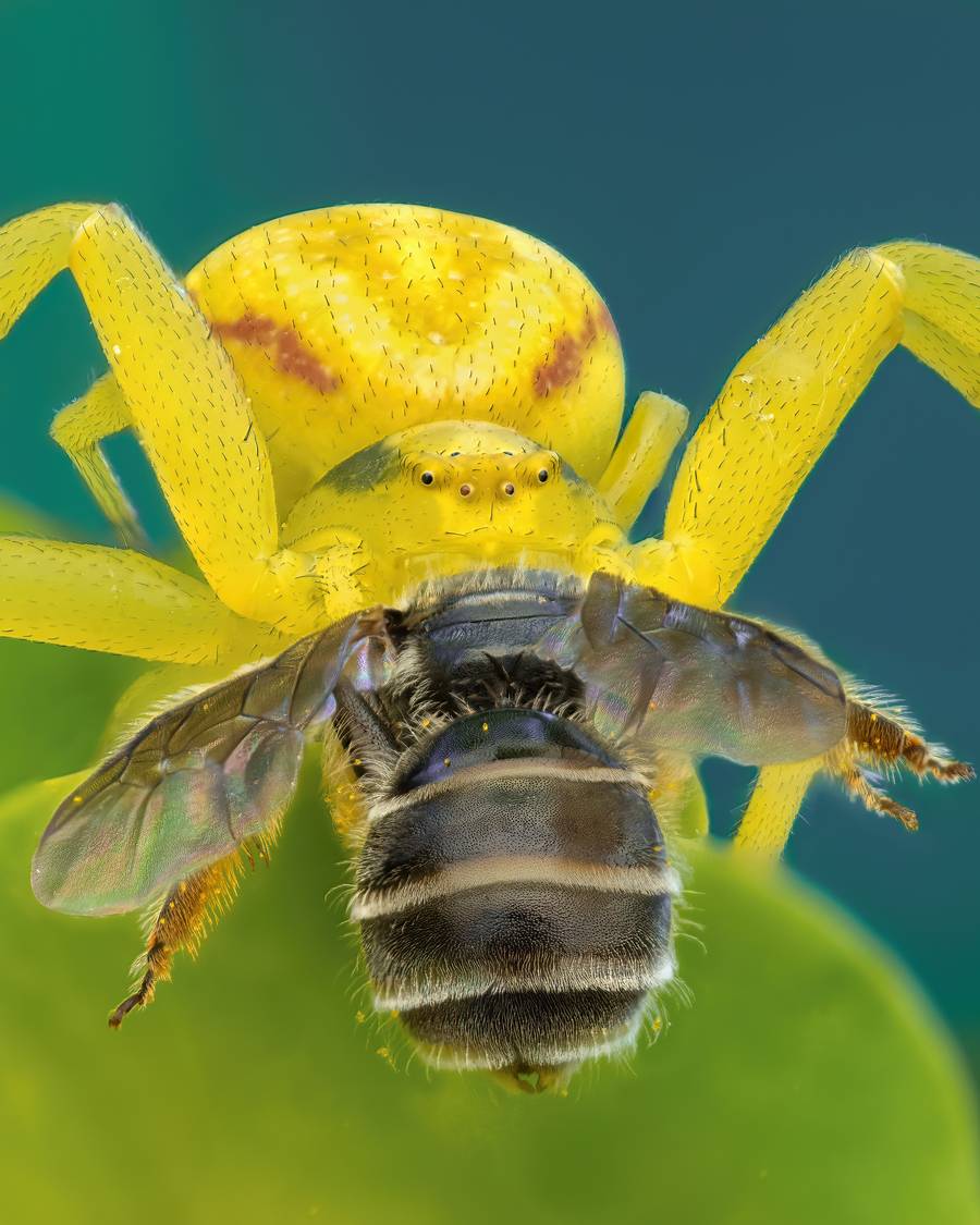 Rafael Steinlesberger é um fotógrafo vienense de 28 anos que é apaixonado por mostrar a intrincada beleza da natureza através da macro fotografia. O seu trabalho abre uma porta sedutora para um mundo repleto de vida, revelando formas, estruturas e cores fascinantes, que, muitas vezes, estão escondidas do olhar.