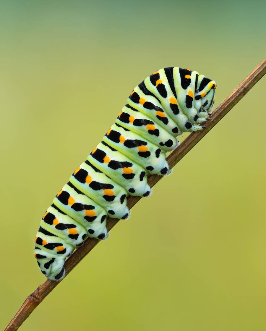 Rafael Steinlesberger é um fotógrafo vienense de 28 anos que é apaixonado por mostrar a intrincada beleza da natureza através da macro fotografia. O seu trabalho abre uma porta sedutora para um mundo repleto de vida, revelando formas, estruturas e cores fascinantes, que, muitas vezes, estão escondidas do olhar.
