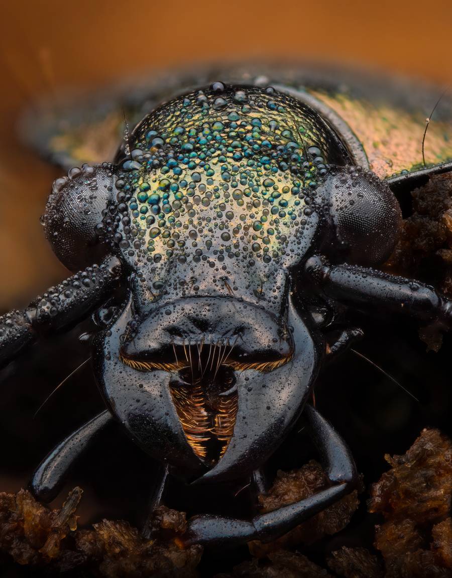 Rafael Steinlesberger é um fotógrafo vienense de 28 anos que é apaixonado por mostrar a intrincada beleza da natureza através da macro fotografia. O seu trabalho abre uma porta sedutora para um mundo repleto de vida, revelando formas, estruturas e cores fascinantes, que, muitas vezes, estão escondidas do olhar.