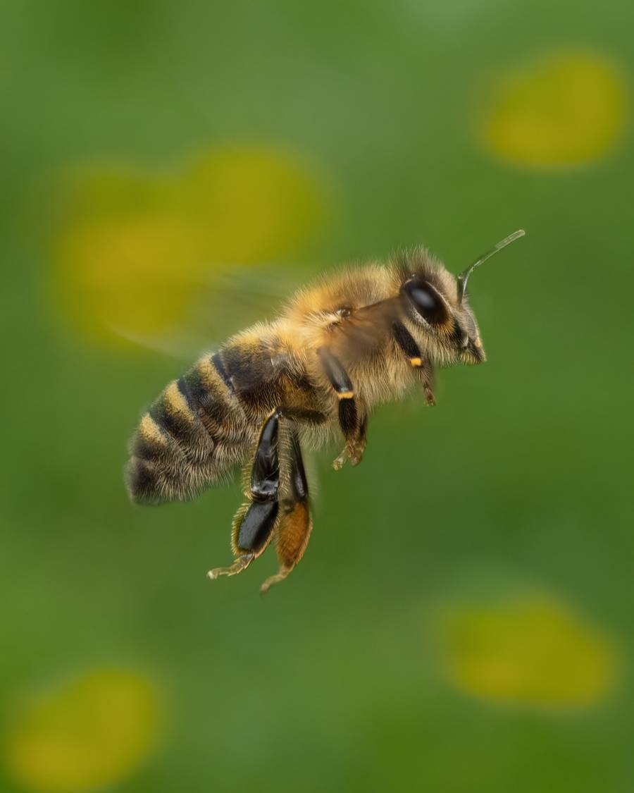Rafael Steinlesberger é um fotógrafo vienense de 28 anos que é apaixonado por mostrar a intrincada beleza da natureza através da macro fotografia. O seu trabalho abre uma porta sedutora para um mundo repleto de vida, revelando formas, estruturas e cores fascinantes, que, muitas vezes, estão escondidas do olhar.
