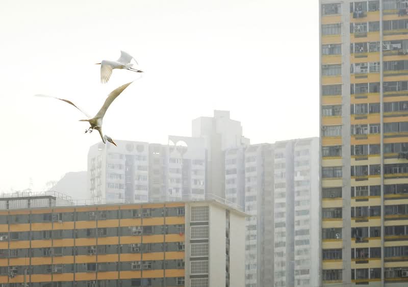 Echoing Above, obra de Romain Jacquet-Lagrèze, vai além de ser apenas uma reunião de imagens impressionantes; é um estudo visual meticulosamente planejado feito através de muitas fotos e anos. A série revela com maestria como árvores, homens e pássaros, cada um à sua maneira, demonstram incrível resiliência e capacidade de adaptação no ecossistema urbano único de Hong Kong. 