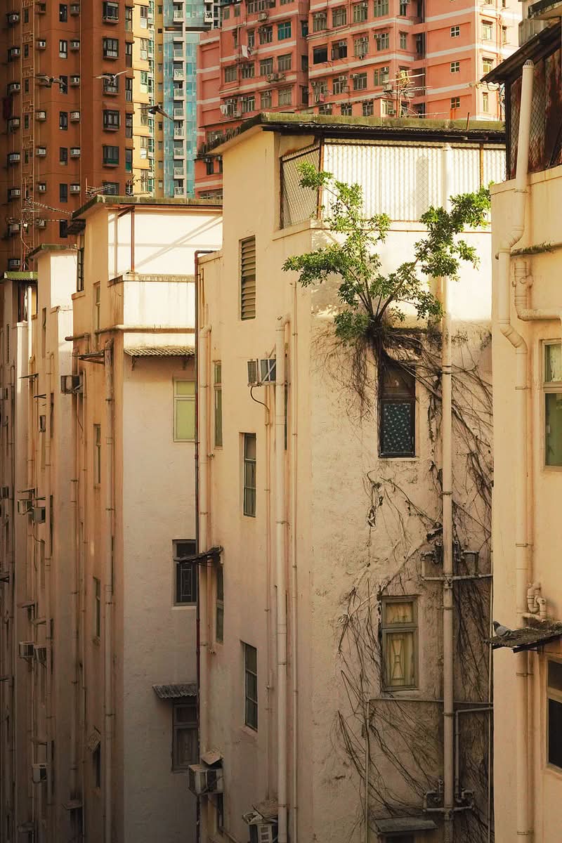 Echoing Above, obra de Romain Jacquet-Lagrèze, vai além de ser apenas uma reunião de imagens impressionantes; é um estudo visual meticulosamente planejado feito através de muitas fotos e anos. A série revela com maestria como árvores, homens e pássaros, cada um à sua maneira, demonstram incrível resiliência e capacidade de adaptação no ecossistema urbano único de Hong Kong. 
