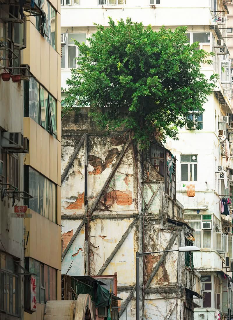 Echoing Above, obra de Romain Jacquet-Lagrèze, vai além de ser apenas uma reunião de imagens impressionantes; é um estudo visual meticulosamente planejado feito através de muitas fotos e anos. A série revela com maestria como árvores, homens e pássaros, cada um à sua maneira, demonstram incrível resiliência e capacidade de adaptação no ecossistema urbano único de Hong Kong. 