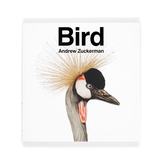 Desde 2007, Andrew Zuckerman já fotografou mais de 500 espécies diferentes de pássaros e todas essas fotos podem ser vistas no livro Bird.