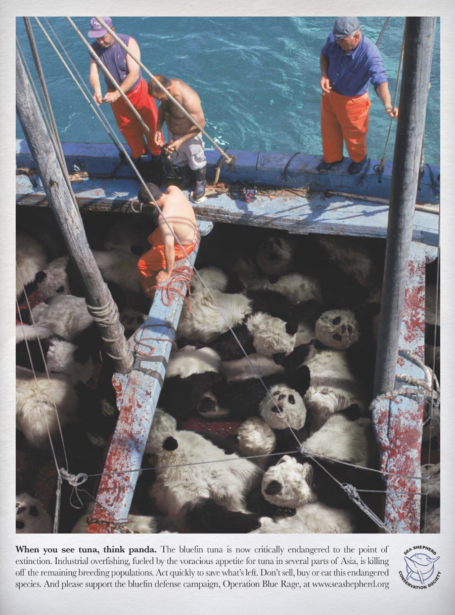 Quando você ver um atum, pense num panda. O Atum Bluefin está em grande perigo a ponto de ser considerado em ponto de extinção. Culpa da pesca industrial excessiva e da demanda crescente em algumas partes da Ásia. Aja agora antes que seja tarde demais.
