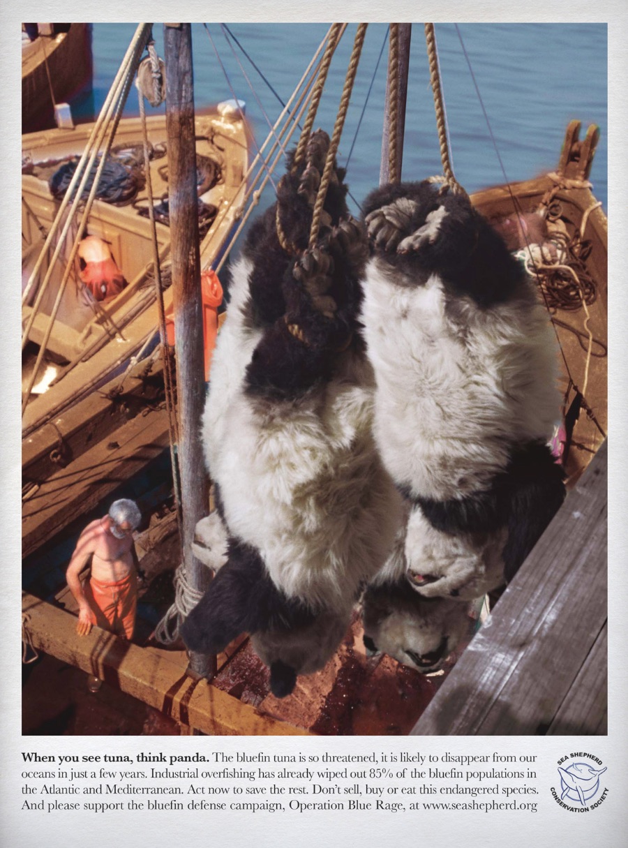 Quando você ver um atum, pense num panda. O Atum Bluefin está em grande perigo a ponto de ser considerado em ponto de extinção. Culpa da pesca industrial excessiva e da demanda crescente em algumas partes da Ásia. Aja agora antes que seja tarde demais.