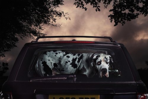 dogs-in-cars-04