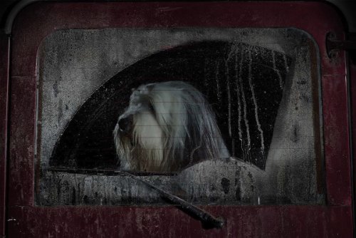 dogs-in-cars-06
