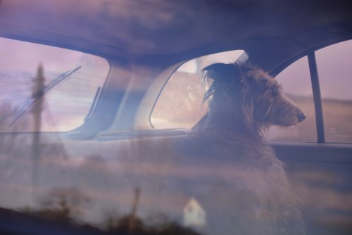dogs-in-cars-12