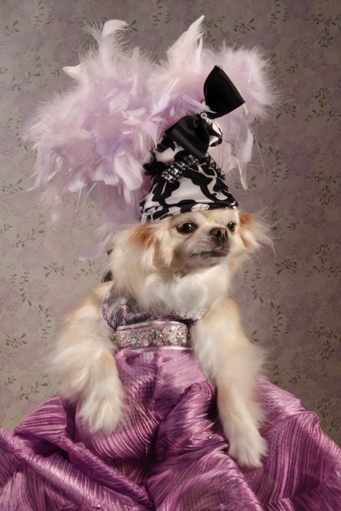 Dizem por ai que moda para cachorros é algo muito sério em Nova Iorque. Algo tão sério que roupas para cachorros feitas por designers podem custar centenas de dólares. E, foi isso que a Sophie Gamand resolveu fotografar.