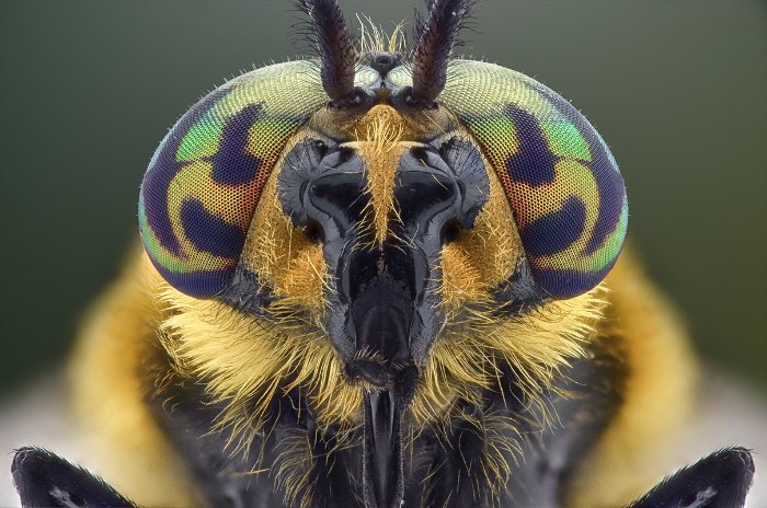 Não sei como Yudy Sauw faz essas macro fotografias. Não sei mesmo. Mas, gosto muito de como elas conseguem me deixar muito próximo do minúsculo mundo dos insetos.