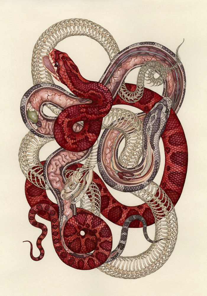 A ilustração de Katy Wiedemann explora o campo da anatomia, seja isso de animais, humanos ou pequenos insetos. E ela faz isso com uma maestria digna daqueles livros do passado que ainda usavam de ilustrações para mostrar como o corpo humano funciona.