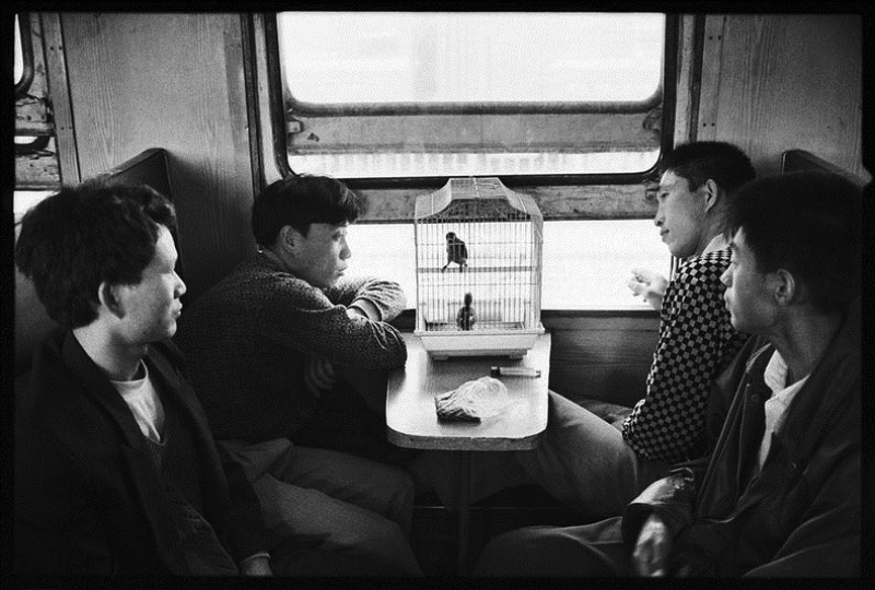 Wang Fuchun é um fotógrafo chinês cujo trabalho é bem curioso. Afinal, ele fotografa chineses no trem e acaba mostrando um mundo completamente novo, pelo menos para mim. E tudo começou quando ele trabalhava nos trens chineses e acabou migrando de profissão depois de passar décadas documentando inúmeros momentos únicos. De locomotivas a vapor passando por trens bala, as últimas décadas da história chinesa de trens pode ser vista nas fotografias de Wang Fuchun. 