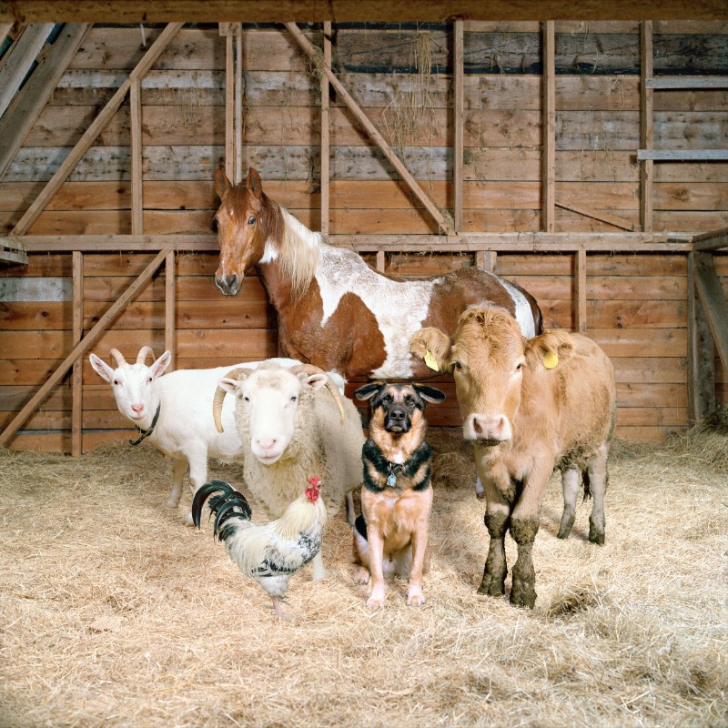 Na série fotográfica The Dog & Pony Show, Rob MacInnis produziu retratos profissionais com luzes e tudo mais que você espera. Só que os modelos aqui foram um pouco diferentes daquilo que você está imaginando. Os modelos dessa série de fotos são porcos, burros, bois e outros animais que costumamos ver em fazendas. É sério isso.