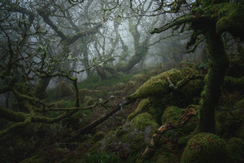 Neil Burnell é um fotógrafo britânico que recentemente lançou um livro chamado Mystical. Nele, ele explora um labirinto cheio de musgos e raízes distorcidas que acabam manifestando as qualidades mais fantásticas da natureza. Tudo isso acontece em uma região conhecida como Wistman's Wood, uma antiga floresta natural na região de Devon, na Inglaterra.