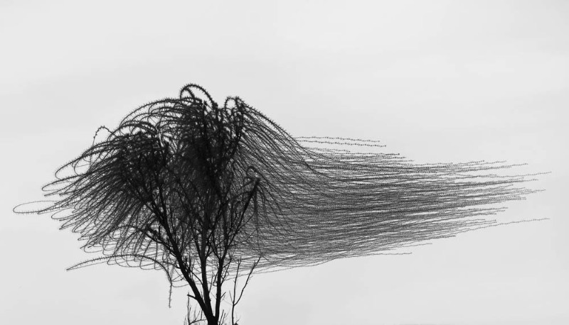Através de vários anos de fotografia, Xavi Bou tem usado de suas câmeras para documentar através de longas exposições, toda a beleza dos padrões de voos dos pássaros. Esse projeto recebeu o nome de Ornitographies e é lá que você verá as imagens abstratas que são criadas pelos pássaros.