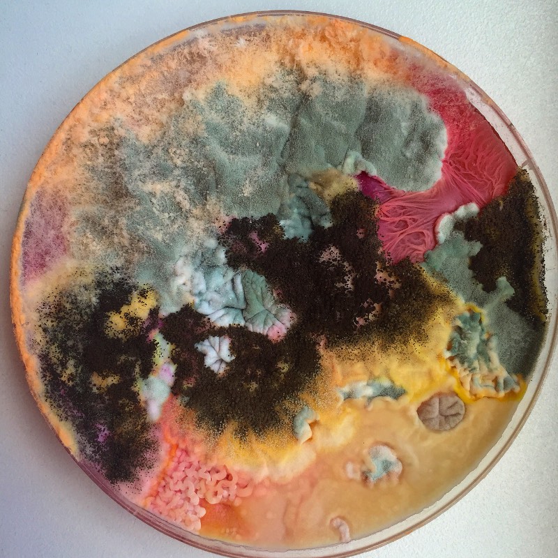 As imagens que você vai ver aqui não vem de distantes planetas e nem são renderizações digitais criadas de forma criativa. Elas são parte do trabalho de microbiologia de Dasha Plesen e ela usa alimentos, tintas, pigmentos e culturas de fungos e bactérias para criar o que você vai poder ver aqui.
