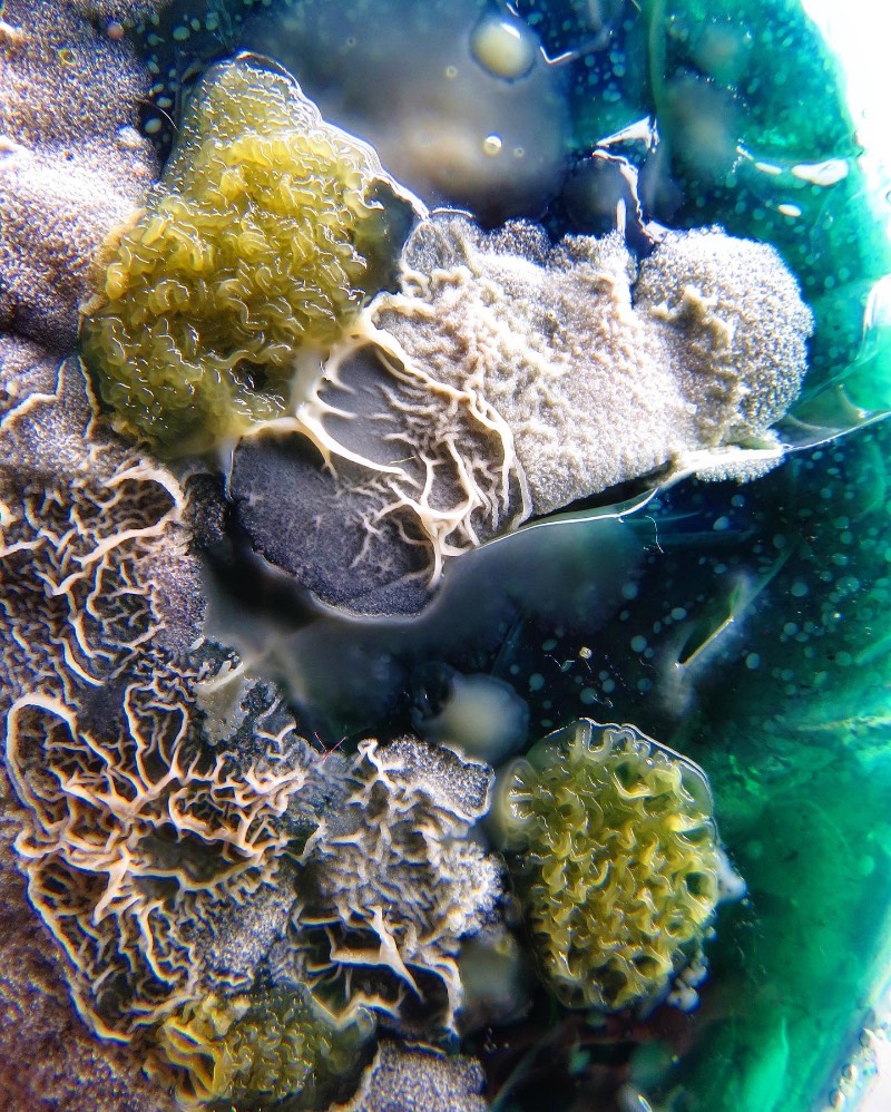 As imagens que você vai ver aqui não vem de distantes planetas e nem são renderizações digitais criadas de forma criativa. Elas são parte do trabalho de microbiologia de Dasha Plesen e ela usa alimentos, tintas, pigmentos e culturas de fungos e bactérias para criar o que você vai poder ver aqui.