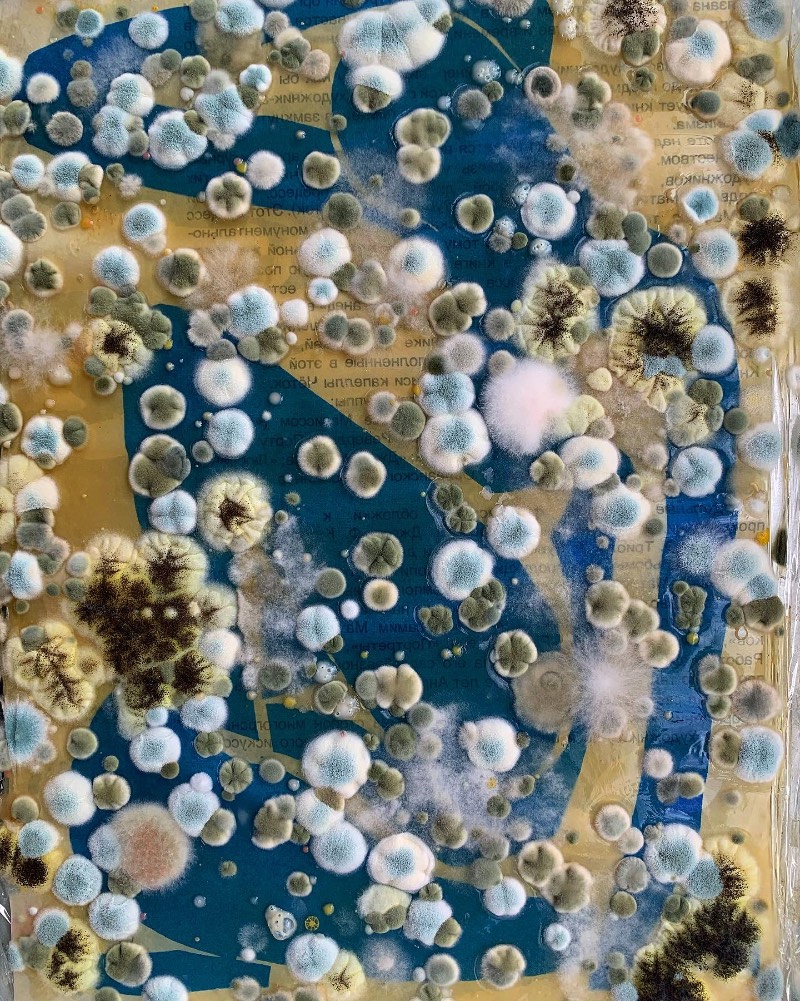 As imagens que você vai ver aqui não vem de distantes planetas e nem são renderizações digitais criadas de forma criativa. Elas são parte do trabalho de microbiologia de Dasha Plesen e ela usa alimentos, tintas, pigmentos e culturas de fungos e bactérias para criar o que você vai poder ver aqui.