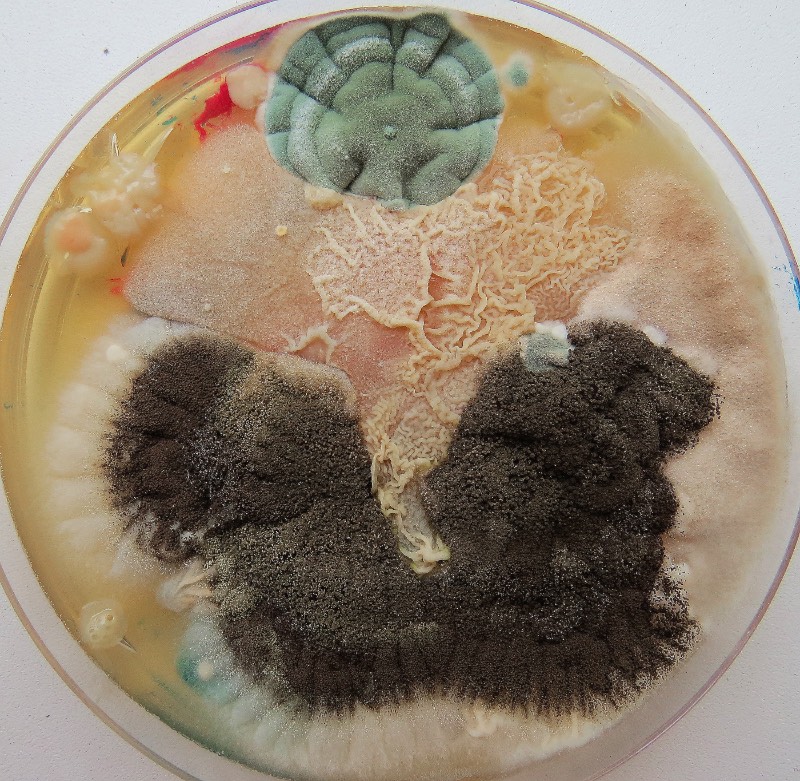 As imagens que você vai ver aqui não vem de distantes planetas e nem são renderizações digitais criadas de forma criativa. Elas são parte do trabalho de microbiologia de Dasha Plesen e ela usa alimentos, tintas, pigmentos e culturas de fungos e bactérias para criar o que você vai poder ver aqui.